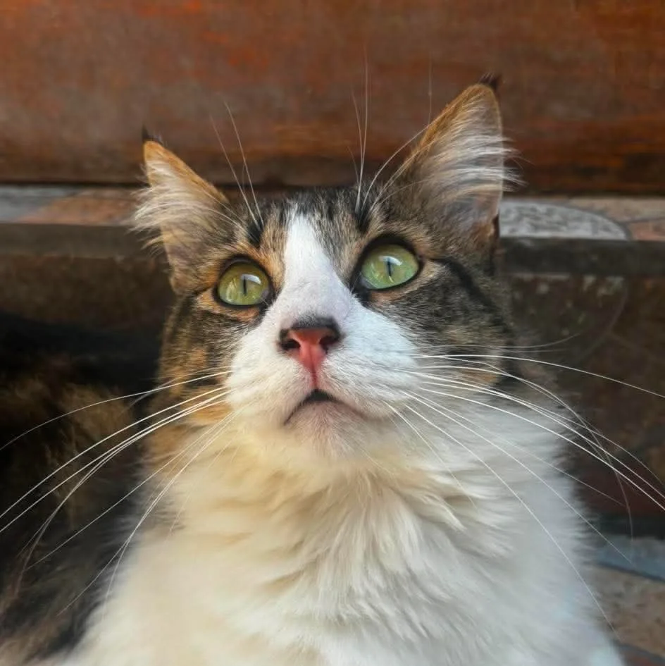 Pedrito